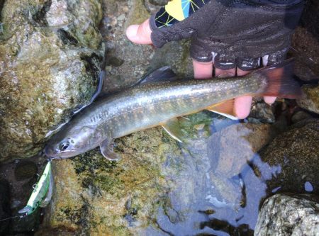 荒れ放題の川でイワナ釣り